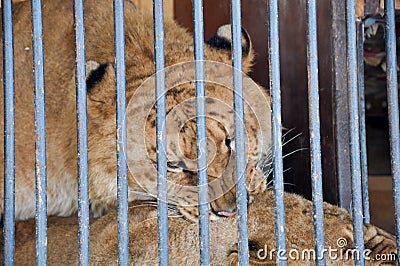 Zoo animals cell cage tiger lion jail wildlife Editorial Stock Photo