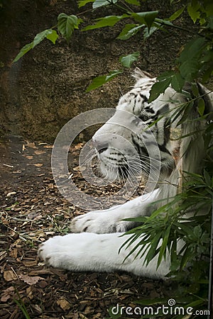 Zoo animals, the white tiger. This large mammal is found at the Rome Biopark Stock Photo