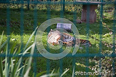 Through the zoo bars: a tiger plays in its enclosure, lying on the grass Stock Photo
