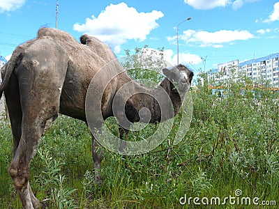 Zoo in the city of Nadym. Camel on the grass. Stock Photo