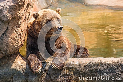 Zoo grizzly bear chilling Stock Photo