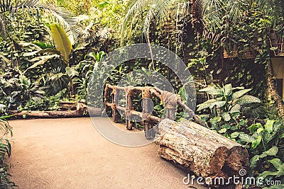 Zoo jungle Stock Photo