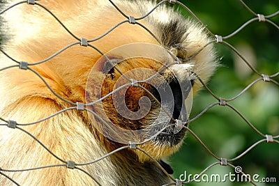 At the Zoo, A Monkey Asking For Help Stock Photo