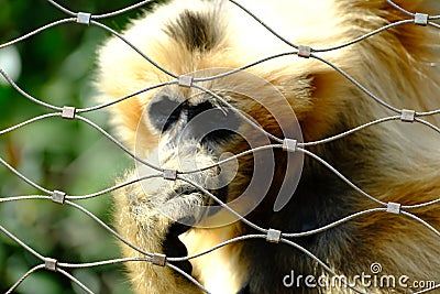 At the Zoo, A Monkey Asking For Help Stock Photo