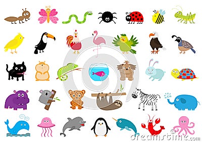 Zoo pet wild animal set. Cute character. Ant, butterfly, spider, ladybug, bee, jaguar, toucan, dog, hippopotamus, elephant, sloth, Vector Illustration