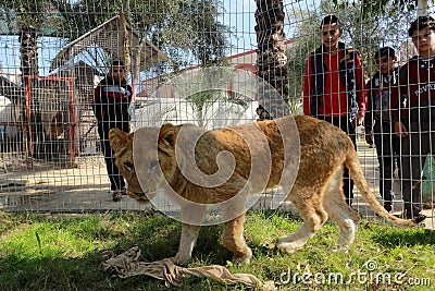 The zoo in Rafah gives visitors a chance to play with animals in the Gaza Strip Editorial Stock Photo