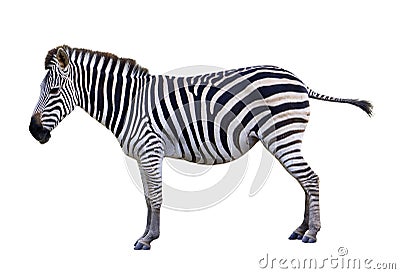 Zoo single burchell zebra Stock Photo