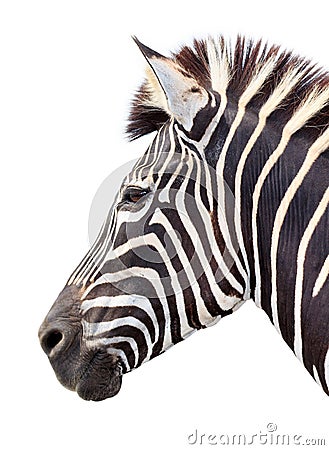 Zoo single burchell zebra Stock Photo