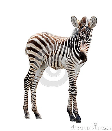 Zoo single burchell zebra Stock Photo