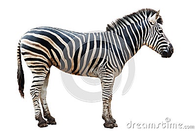 Zoo single burchell zebra isolated Stock Photo