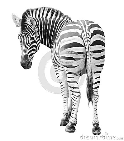 Zoo single burchell zebra isolated on white Stock Photo