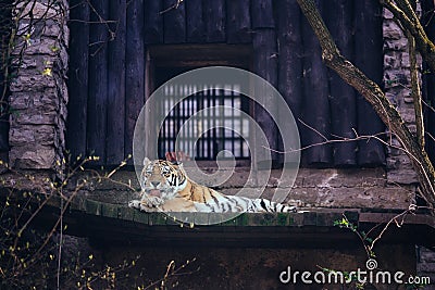 Zoo tiger wildlife cat wildcat animals Stock Photo