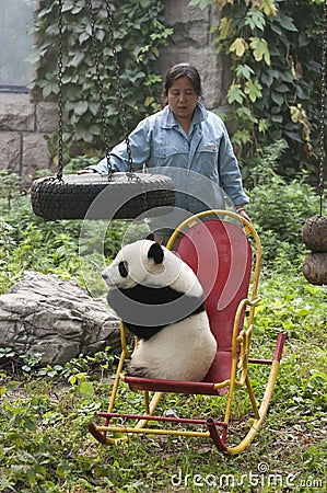 Zookeeper, Giant Panda Bear Cub, Beijing China Zoo Editorial Stock Photo