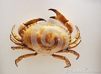 Zoological Darwin Museum. A large land crab. Dried Scarecrow. Type arthropods. Editorial Stock Photo