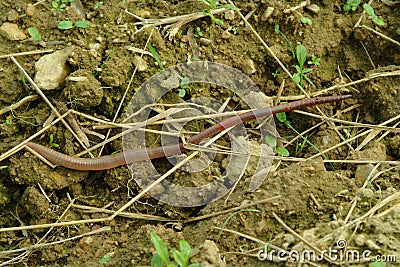 Zoology, earth worm Stock Photo