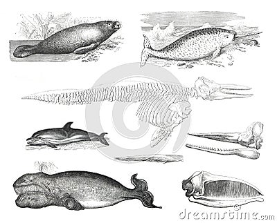 Zoology or mammal collection like dolphin and whale, manatus australis, delphinus delphis, balaena mysticus, monodon monoceros. fr Cartoon Illustration