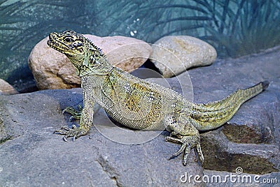 Zoology, reptile Stock Photo
