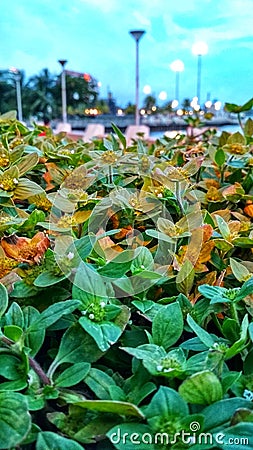 zoom bushes are used as road dividers, perfect for backgrounds Stock Photo