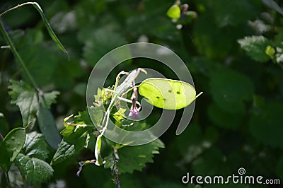 Zoom on a green Lunaria plante Stock Photo