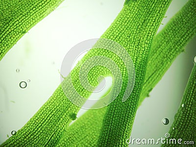 Zoom microorganism algae Stock Photo