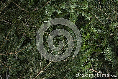 zoom on a pile of fir branches Stock Photo