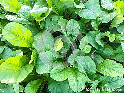 Zoom shot of green Vegetable in a farm Stock Photo