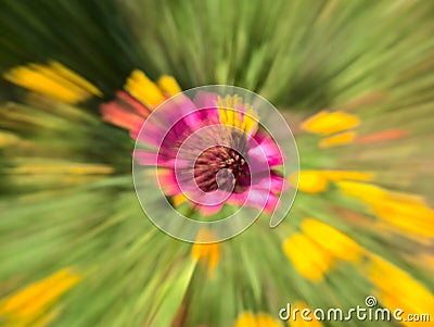 Zoom shot of a ping flower Stock Photo