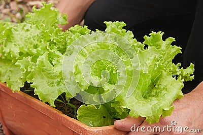 Zoom View Gardener Hold Long Green Lettuce Pot Stock Photo