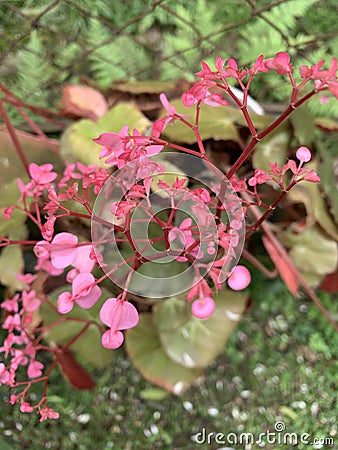 Zoom View Succulent Plant Background Pink Flower Stock Photo