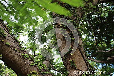 Zoomed in tree with creeping vines Stock Photo