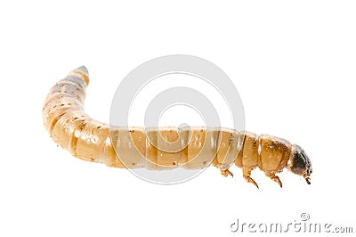 Zophobas atratus/ morio - meal worm Stock Photo