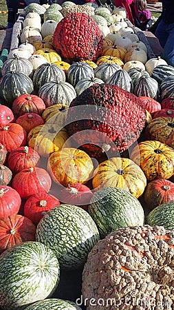 Pumpkins Stock Photo