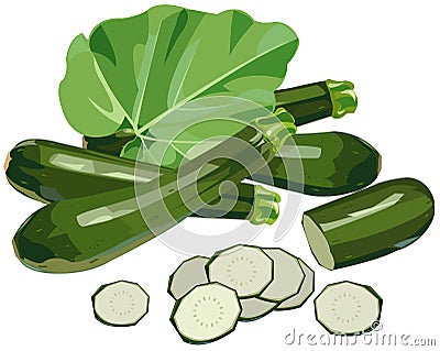 Zucchini Vector Illustration