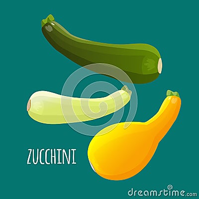 Zucchini or courgette vegetables set. Different kinds of summer squash Vector Illustration