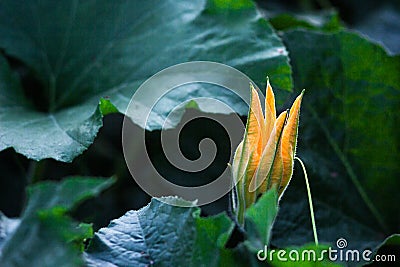 Zucchini Cucurbita pepo yellow flower and green leaves. Close up. Flowering zucchini in the vegetable garden. Zucchinis flower d Stock Photo