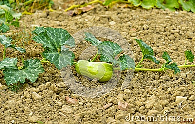 Butternut squash, ecological vegetable garden Stock Photo