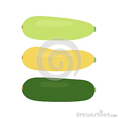 Zucchini food set, different squash. Courgette whole green, yellow and zucchini. Crop edible plant vegetable. Vector Vector Illustration