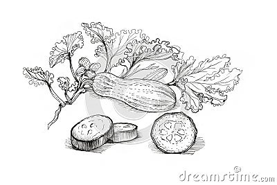 Zucchini graphic hand-drawn illustration. Sketch, doodle, drawing. Cartoon Illustration
