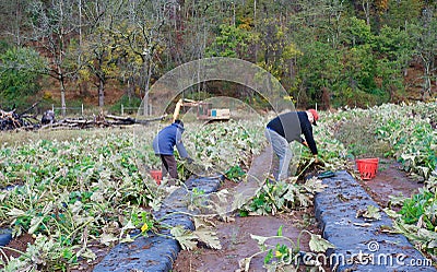 Zucchini harvest. Volunteers harvest autumn zucchini crop on a community farm. Editorial Stock Photo