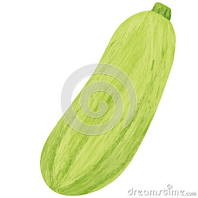 Zucchini, organic healthy food illustration, vegetables Cartoon Illustration