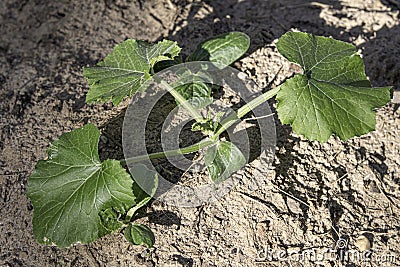 Zucchini plant in the afternoon sun Stock Photo