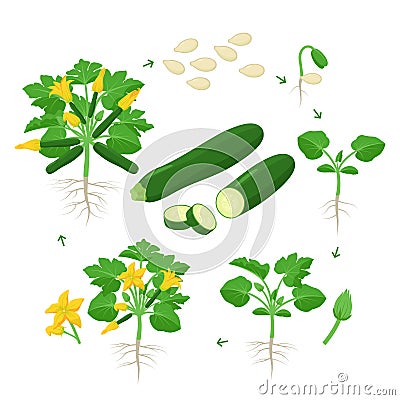 Zucchini plant growth from seed, sprout, flowering and mature plant with ripe fruits. Life cycle of squash vector Vector Illustration