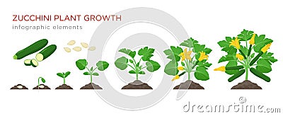 Zucchini plant growth from seed, sprout, flowering and mature plant with ripe fruits. Growing stages of squash vector Vector Illustration