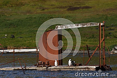 Zuid-Georgische Aalscholver, South Georgia Shag, Phalacrocorax g Stock Photo