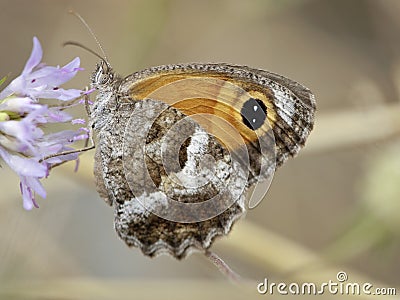 Zuidelijk oranje zandoogje, Southern Gatekeeper, Pyronia cecilia Stock Photo