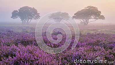 Zuiderheide National park Veluwe, purple pink heather in bloom, blooming heater on the Veluwe Stock Photo
