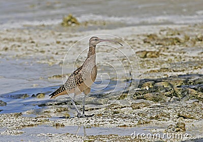 Zuidzeewulp, Bristle-thighed Curlew, Numenius tahitiensis Stock Photo