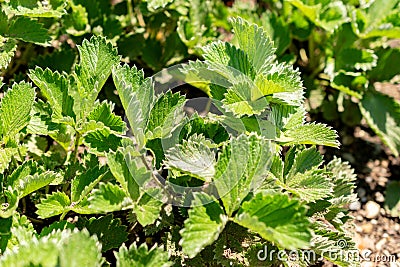 Dark crimson cinquefoil or Potentilla Atrosanguinea plant in Zurich in Switzerland Stock Photo