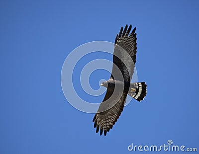 Zwarte Buizerd, Common Black-hawk, Buteogallus anthracinus Stock Photo