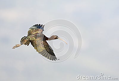 Zwarte Ibis, Glossy Ibis, Plegadis falcinellus Stock Photo